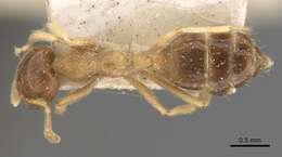 Crematogaster decamera Forel 1910 resmi