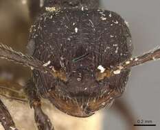 Image of <i>Crematogaster vacca</i>