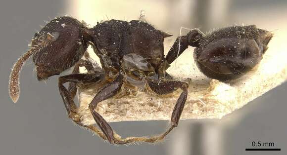 Image of <i>Crematogaster vacca</i>