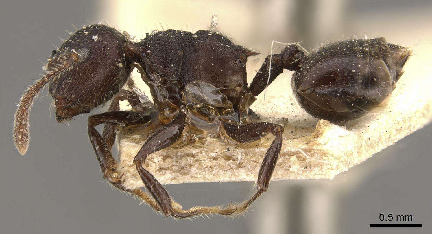 Image of <i>Crematogaster vacca</i>