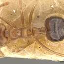 Слика од Crematogaster clydia Forel 1912