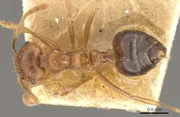 صورة Crematogaster clydia Forel 1912