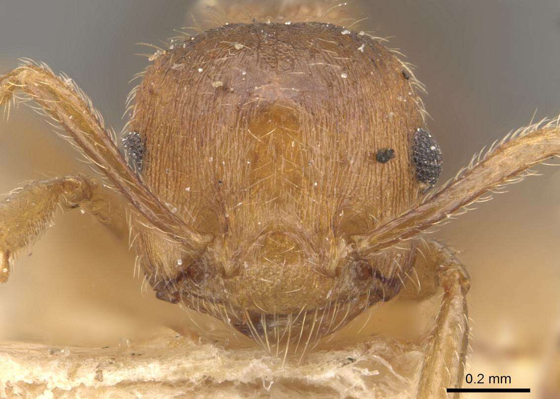 صورة Crematogaster clydia Forel 1912