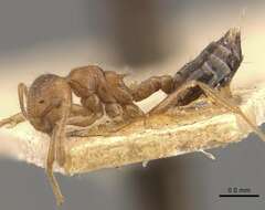 صورة Crematogaster clydia Forel 1912