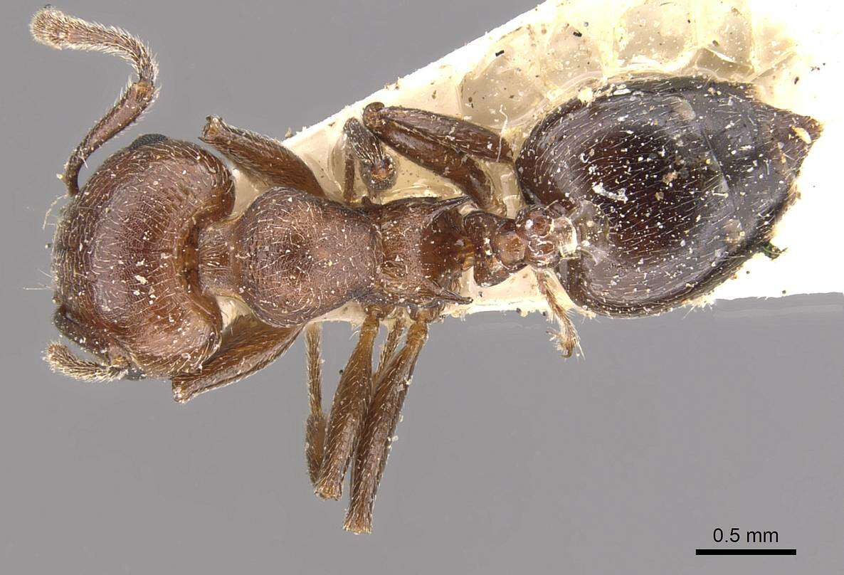 Image of Crematogaster saussurei Forel 1899