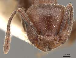 Image of Crematogaster saussurei Forel 1899