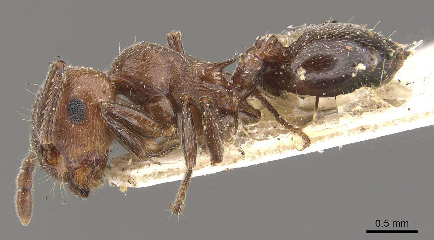 Image of Crematogaster saussurei Forel 1899