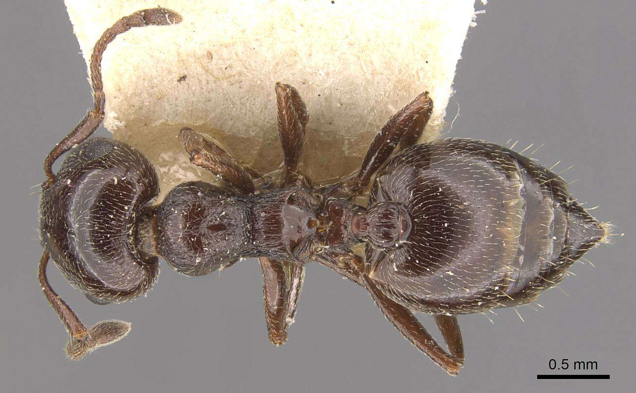 صورة Crematogaster auberti Emery 1869