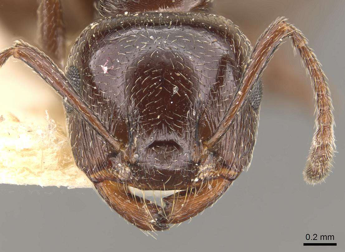 صورة Crematogaster auberti Emery 1869