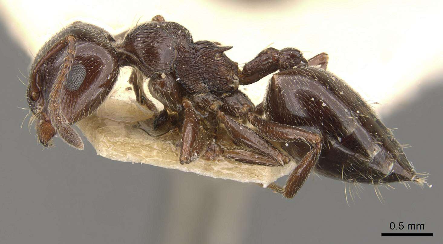 صورة Crematogaster auberti Emery 1869