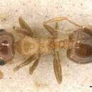 Image of Crematogaster fuentei Menozzi 1922