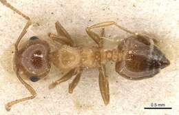 صورة Crematogaster fuentei Menozzi 1922