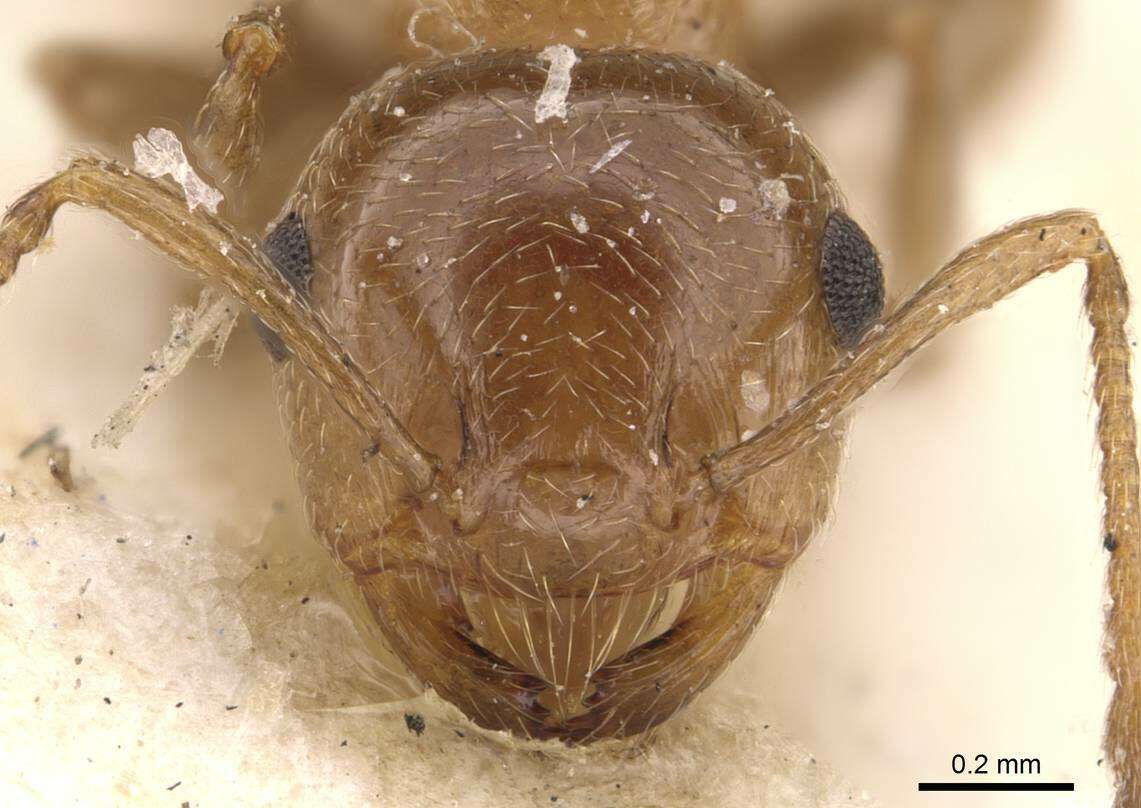 صورة Crematogaster fuentei Menozzi 1922