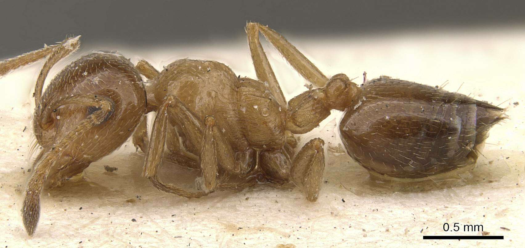 صورة Crematogaster fuentei Menozzi 1922