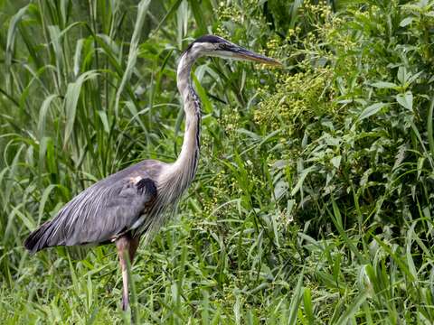 Image of Great Blue Heron