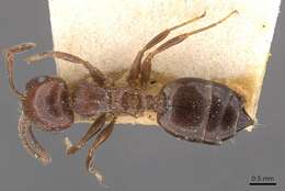 Image of Crematogaster ionia Forel 1911