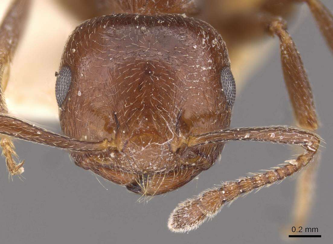 Image of Crematogaster ionia Forel 1911