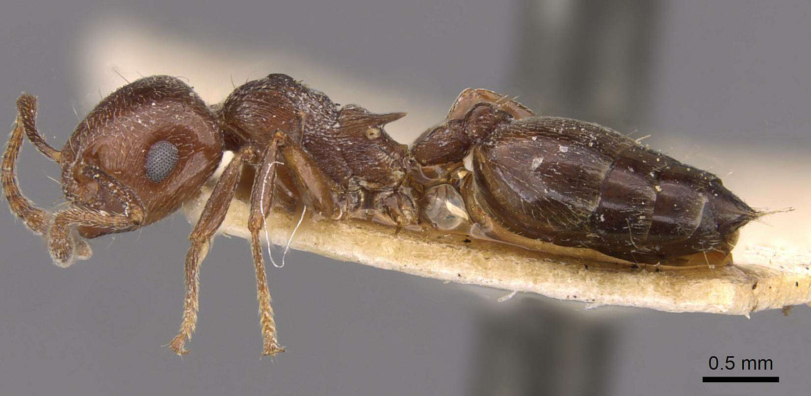 Image of Crematogaster ionia Forel 1911