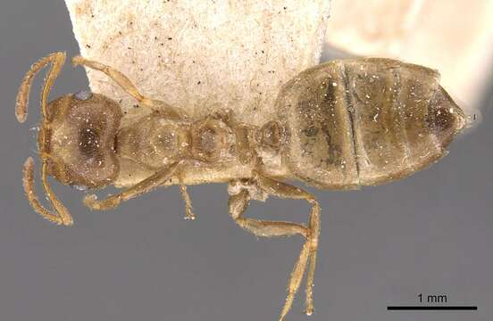 Image of Crematogaster acaciae Forel 1892