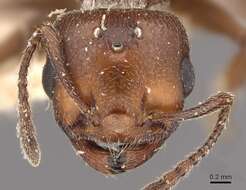 Image of Crematogaster ancipitula Forel 1917