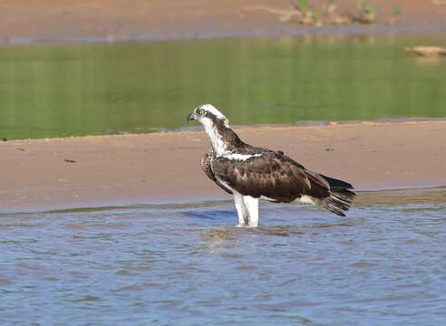 Image of Pandion haliaetus carolinensis (Gmelin & JF 1788)