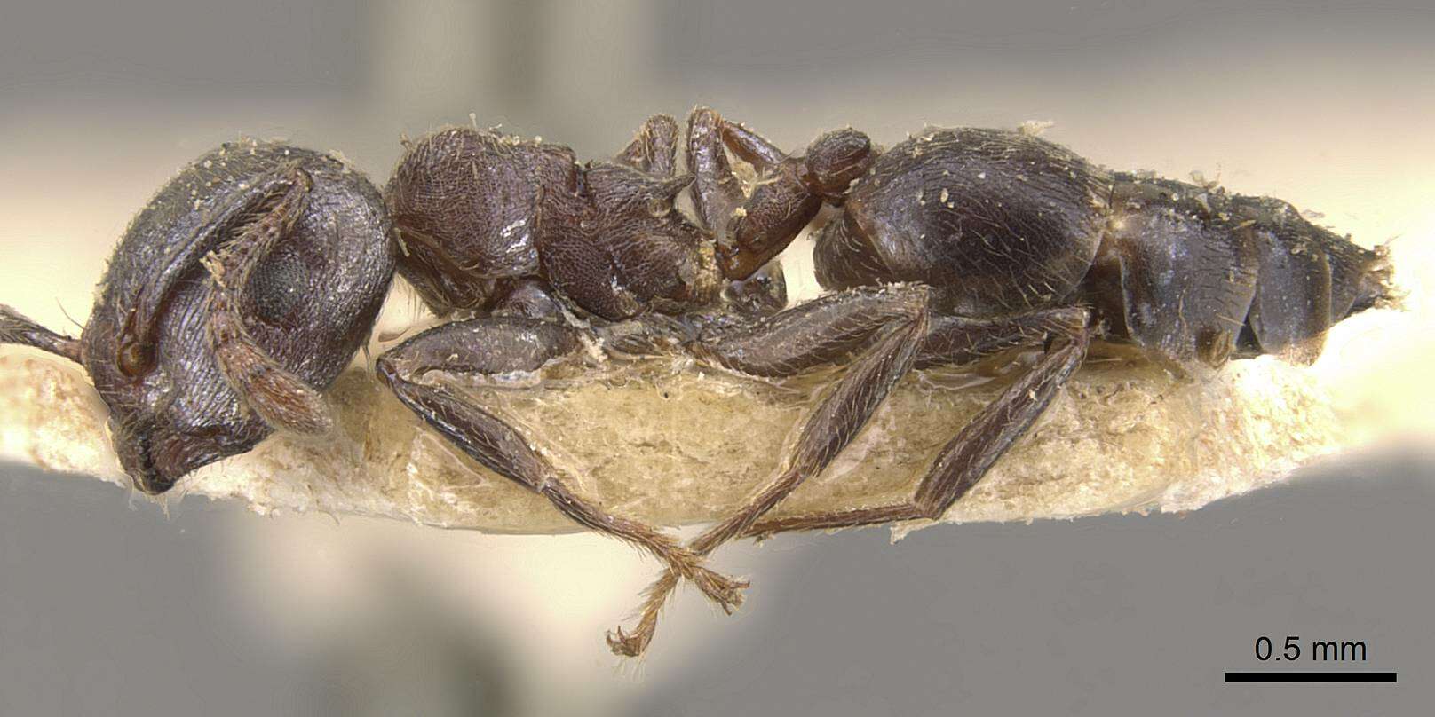 Crematogaster desperans Forel 1914 resmi