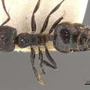 صورة Crematogaster nigrans Forel 1915