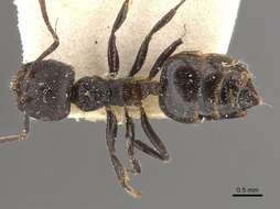 Image de Crematogaster nigrans Forel 1915