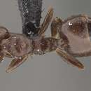 Слика од Crematogaster arthurimuelleri Forel 1894