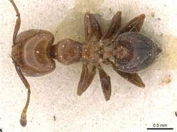 Image of Crematogaster pseudinermis Viehmeyer 1923