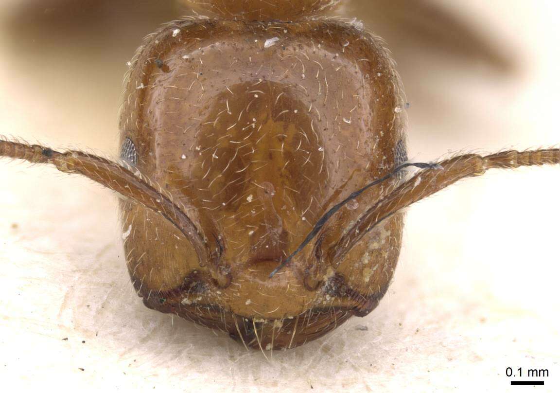 Image of Crematogaster pseudinermis Viehmeyer 1923