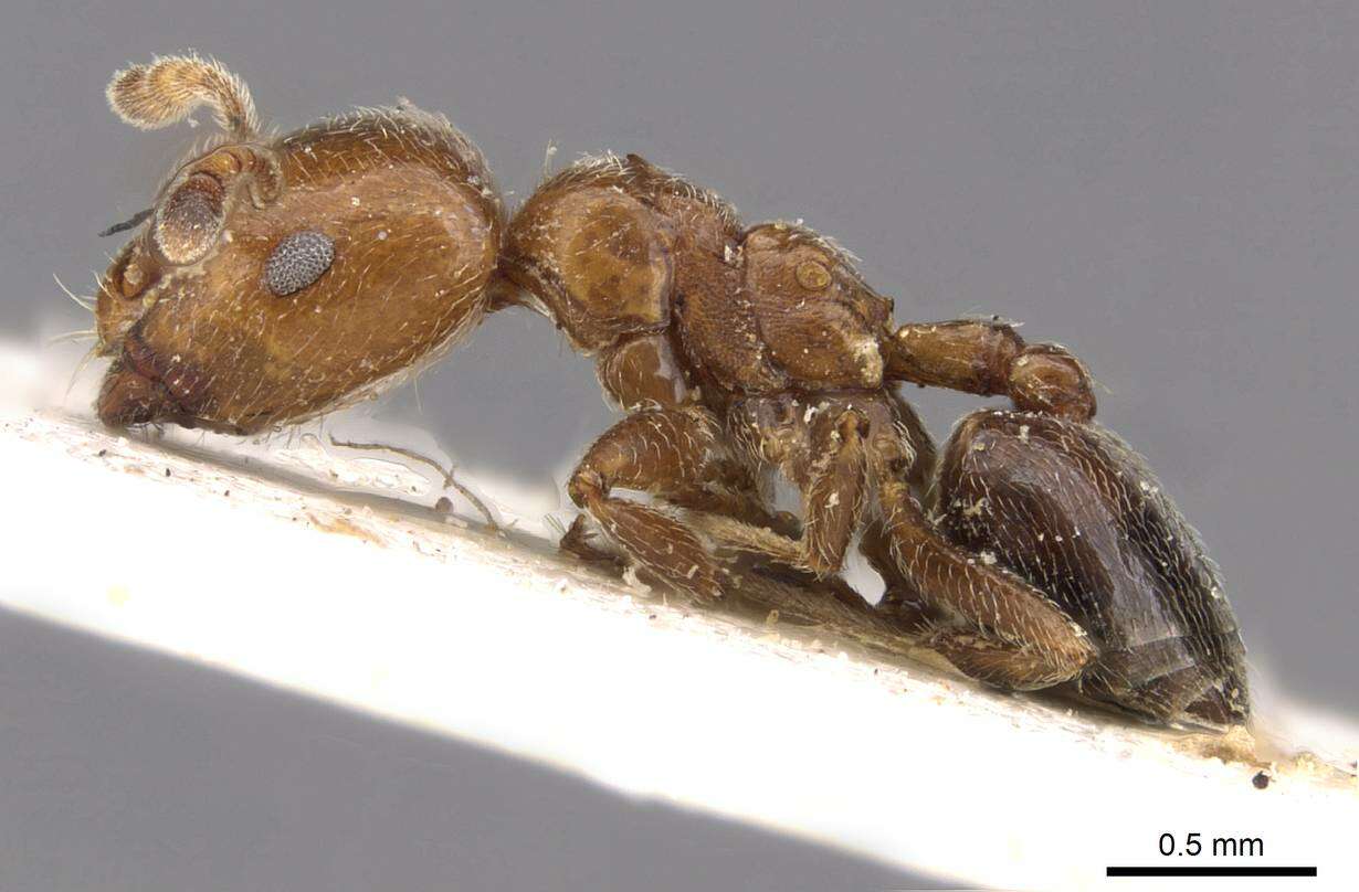 Image of Crematogaster pseudinermis Viehmeyer 1923