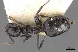 Crematogaster santschii Forel 1913 resmi