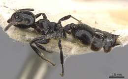 Crematogaster santschii Forel 1913 resmi