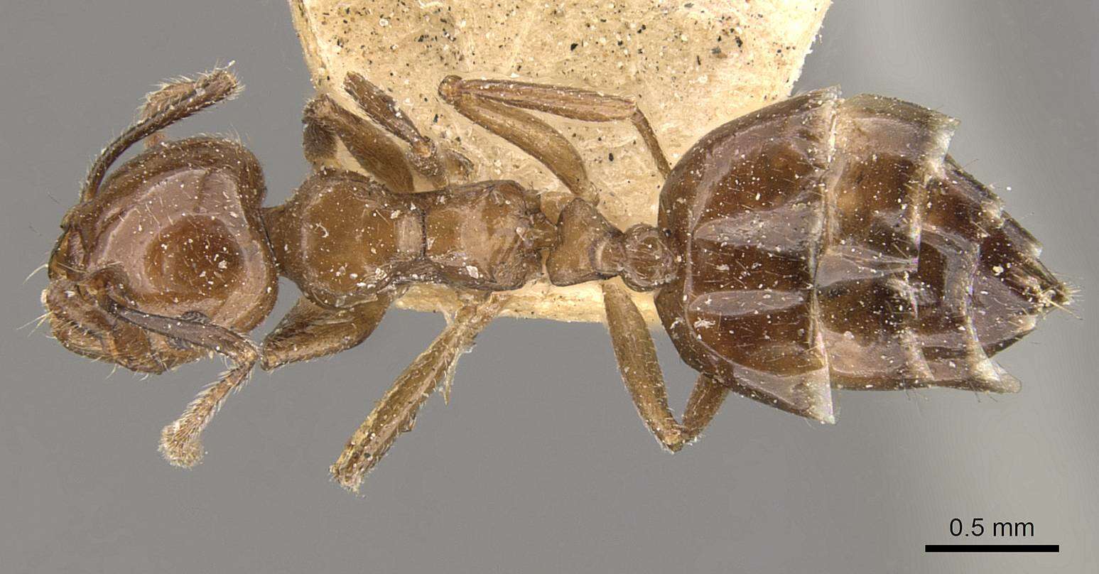 Image of Crematogaster politula Forel 1902