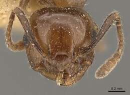 Image of Crematogaster politula Forel 1902