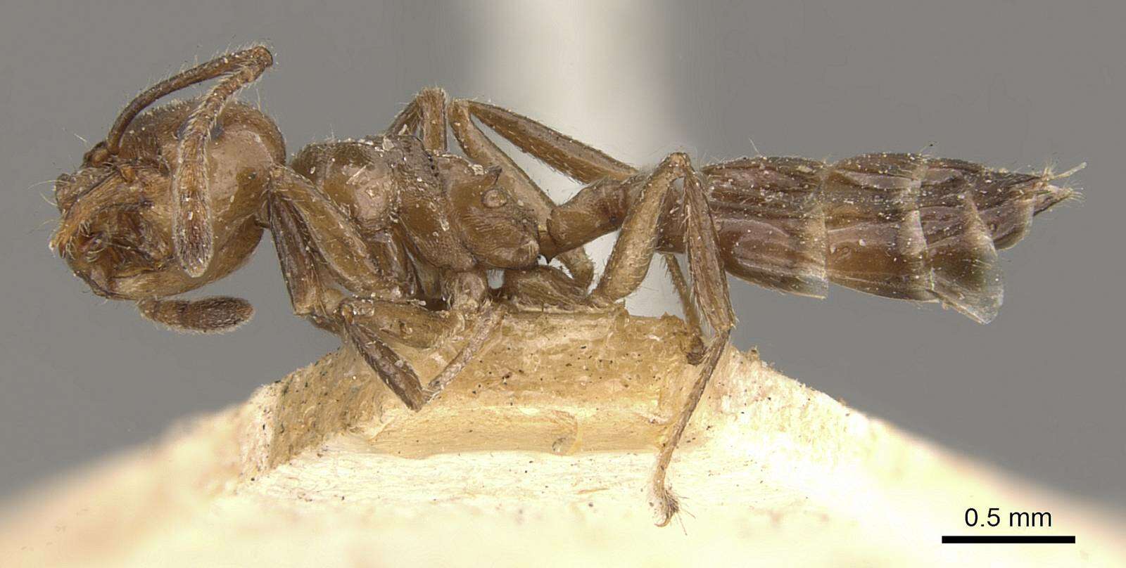 Image of Crematogaster politula Forel 1902