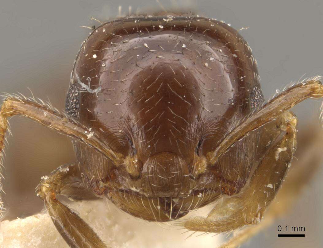 Image of Crematogaster politula Forel 1902