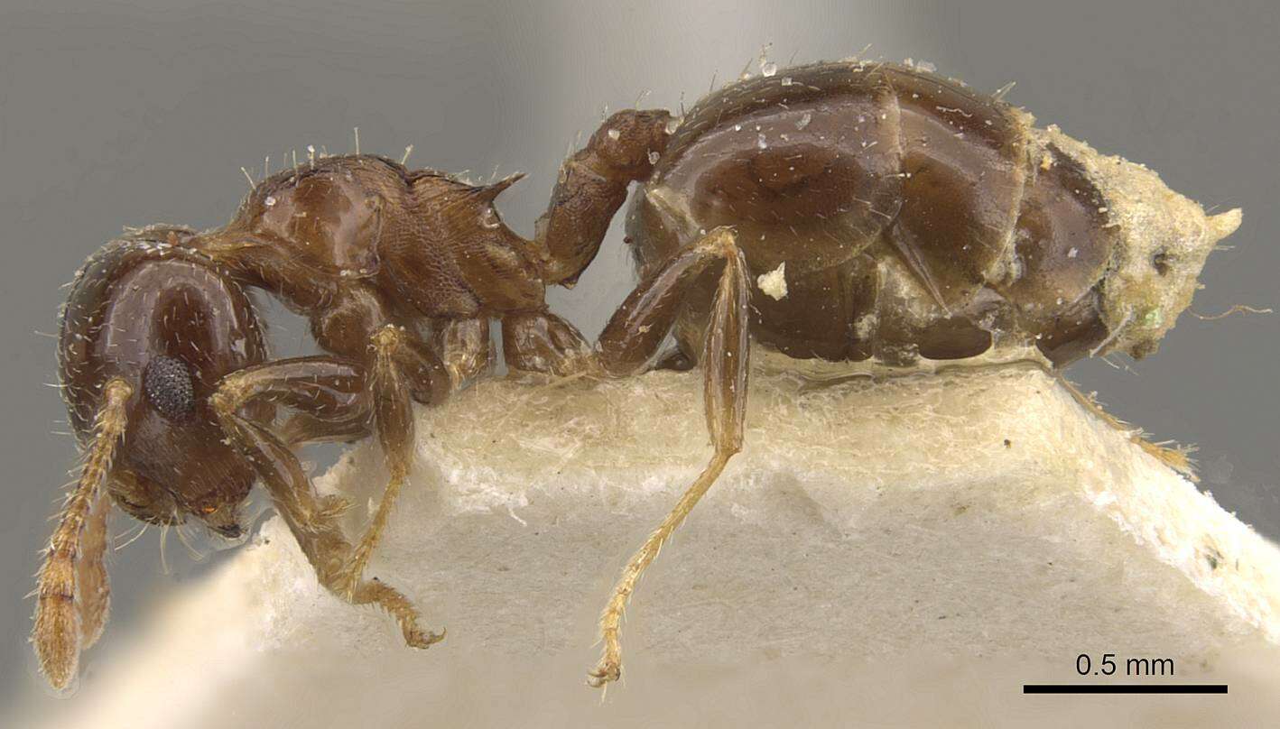 Image of Crematogaster politula Forel 1902