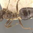 صورة Crematogaster desecta Forel 1911