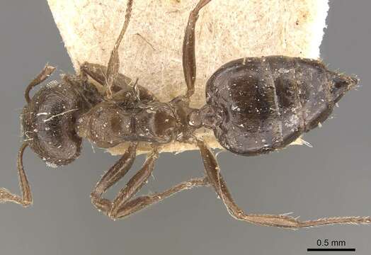 صورة Crematogaster desecta Forel 1911