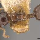 Слика од Crematogaster buddhae Forel 1902