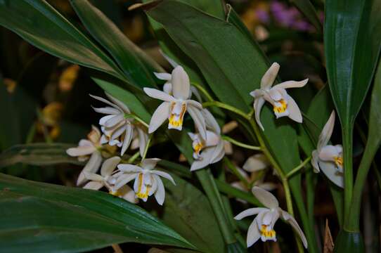 Sivun Coelogyne asperata Lindl. kuva