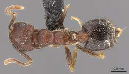 Image of Crematogaster rothneyi Mayr 1879