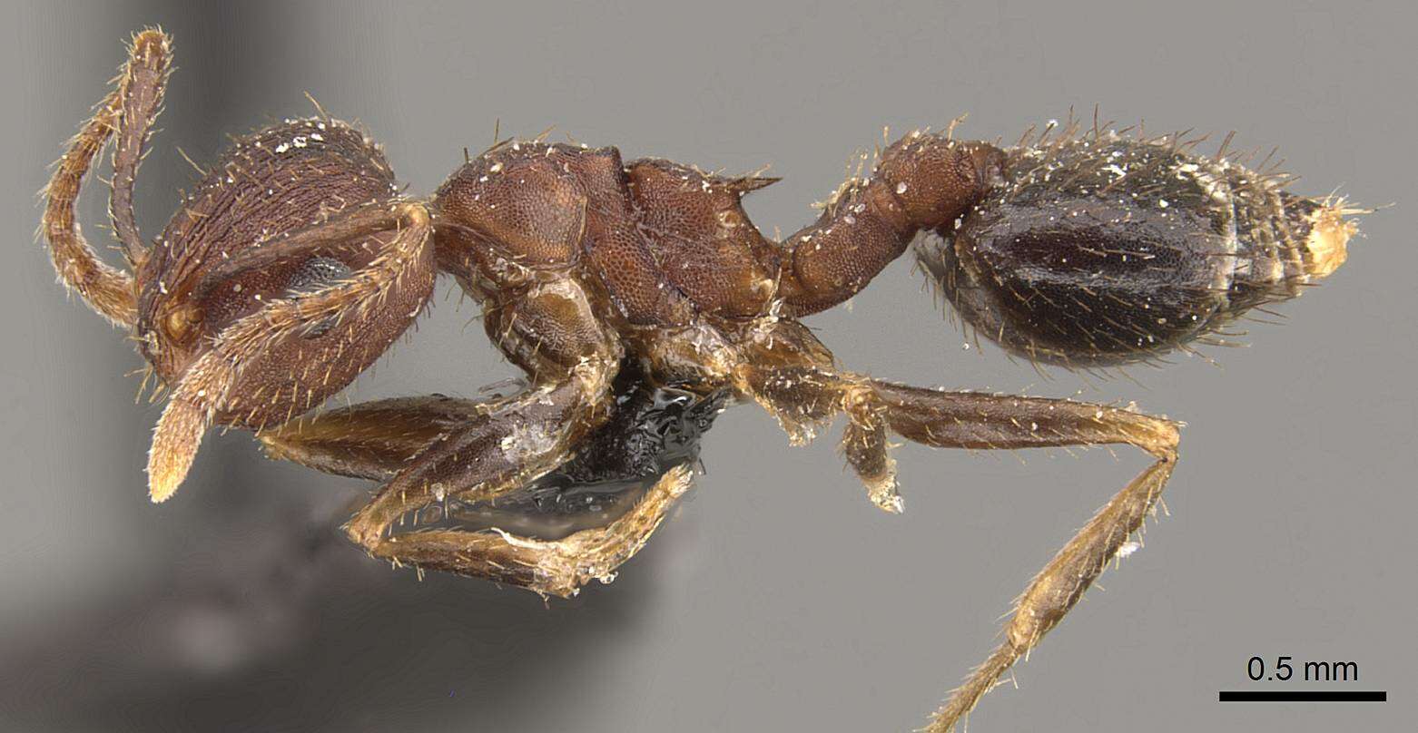 Image of Crematogaster rothneyi Mayr 1879