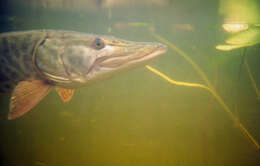 Image of Muskellunge