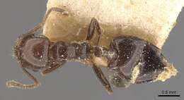 Image of Crematogaster sagei Forel 1902