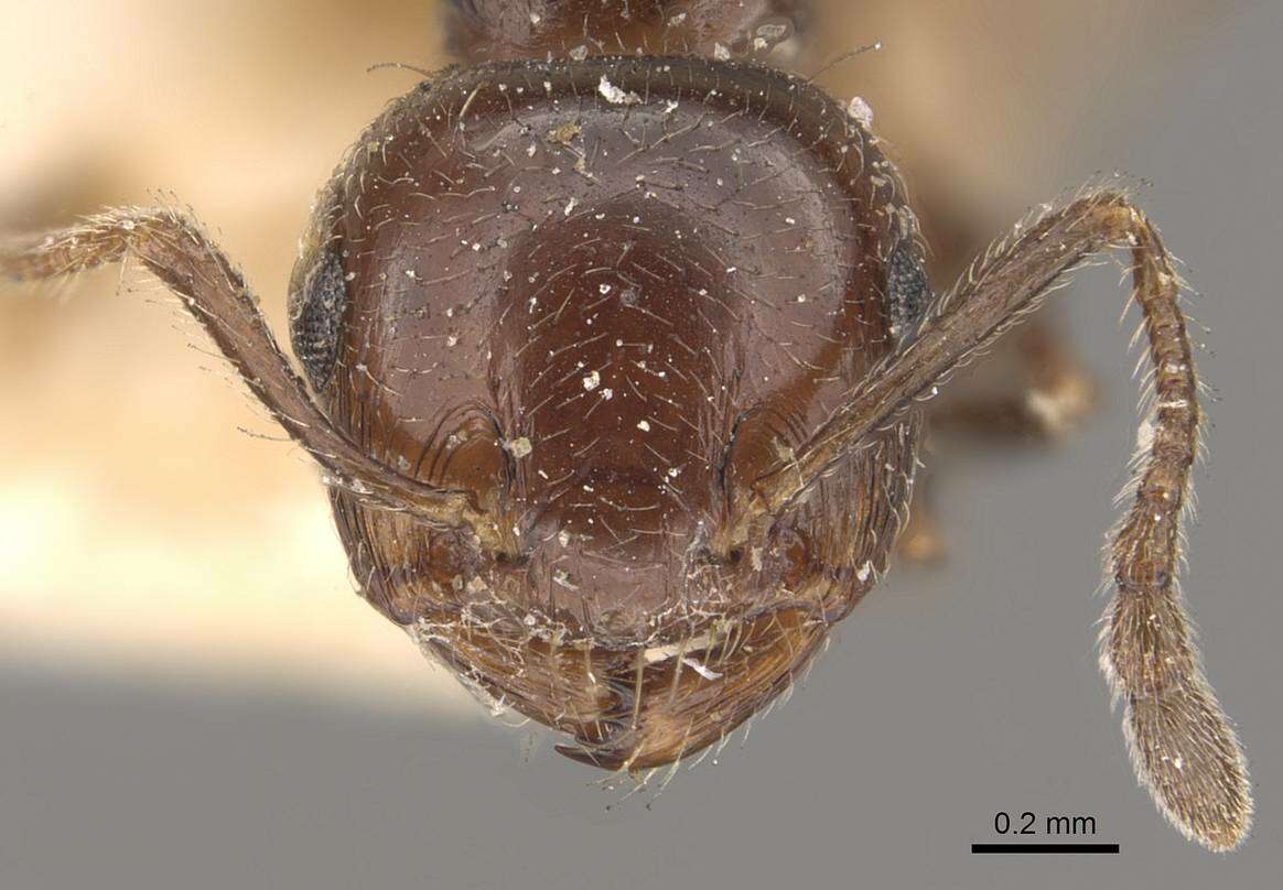 Image of Crematogaster sagei Forel 1902