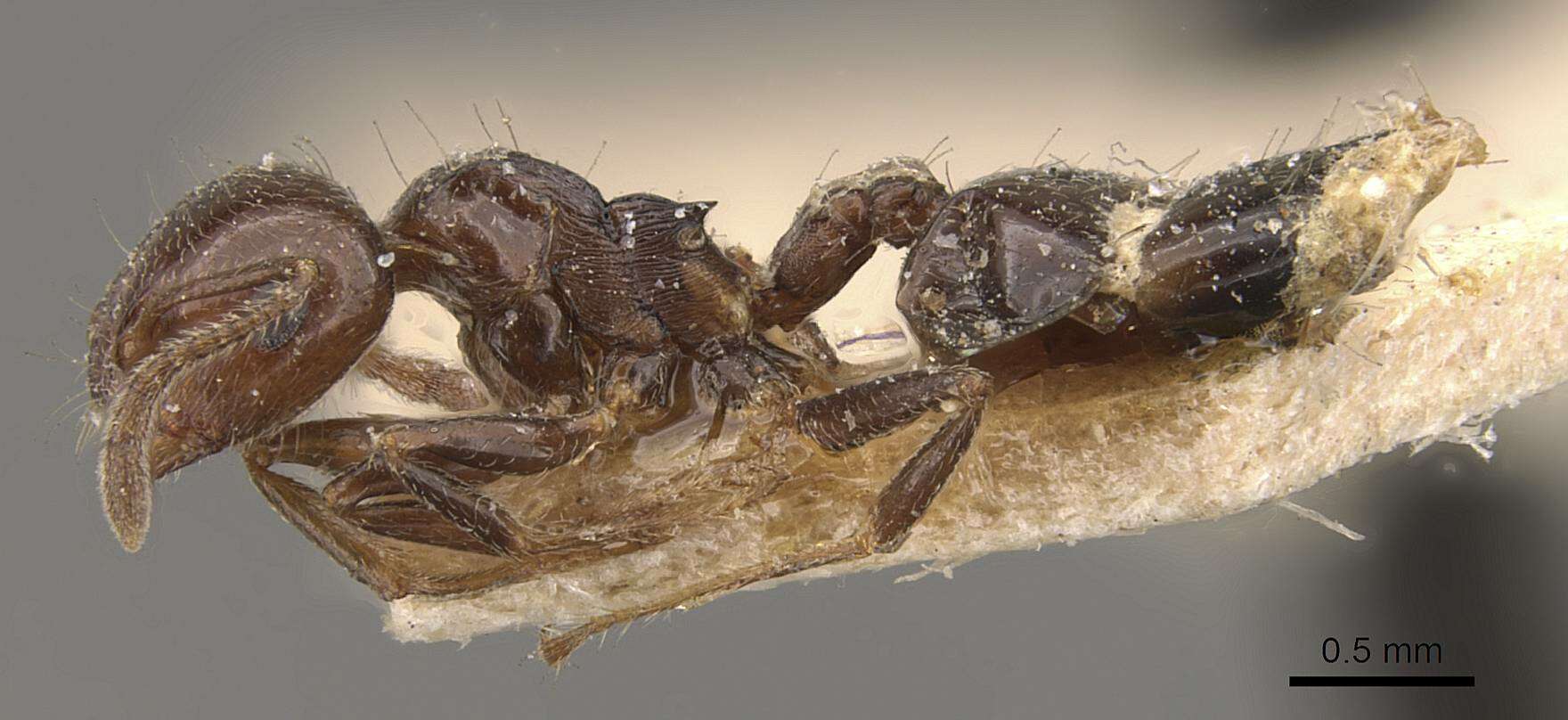 Image of Crematogaster sagei Forel 1902