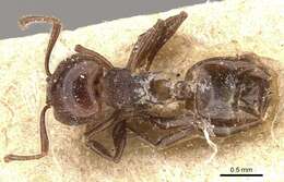 Image of Crematogaster subcircularis Mayr 1879